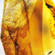 Image for article titled Dinosaur Feathers Discovered in Canadian Amber